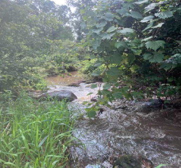 Restored streambank site at Mississippi River Park.